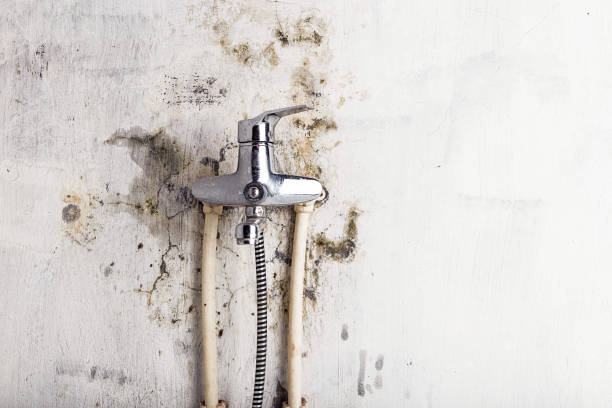 Best Professional Mold Removal  in West Hammond, NM