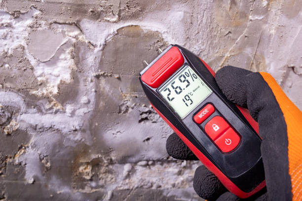 Best Local Mold Removal Service  in West Hammond, NM