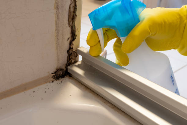 Best Office Mold Removal Services  in West Hammond, NM