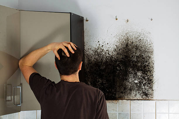 Best Mold Testing  in West Hammond, NM